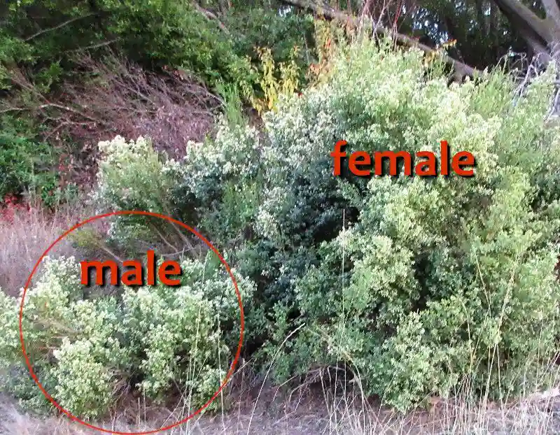 Home Ground Habitats - Coyote Bush - 03