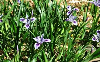 Iris douglasiana – Douglas Iris