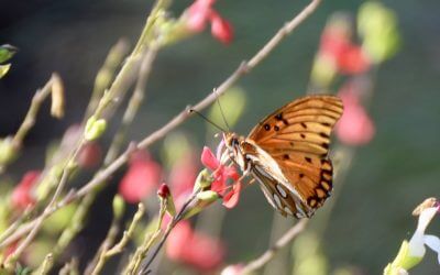 Plant of the Month April 2025: Salvias