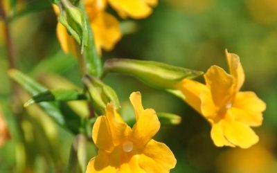 Plant of the Month May 2025: Sticky Monkeyflower